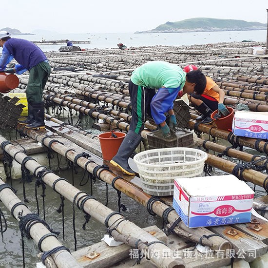 海区鑫海景鲍鱼养殖配合饲料投喂