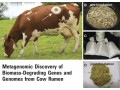 牛胃中的酶可用于开发生物燃料