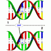 基因拷贝数变异（CNV）检测、单核苷酸多态性（SNP）分型