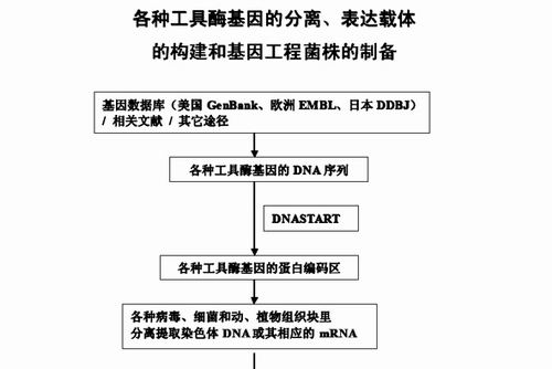 工具酶工艺流程