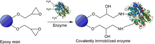 固定化酶载体及酶固定化方法