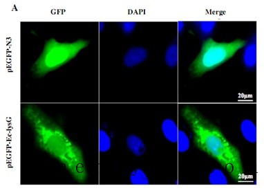 石斑鱼G型溶菌酶的亚细胞定位