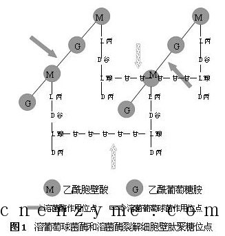 溶葡萄菌酶和溶菌酶裂解位点