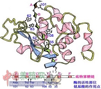 过氧化氢酶图4.png