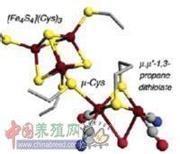 过氧化氢酶图5.png