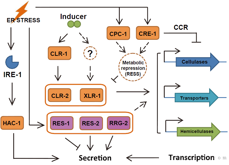 粗糙脉孢菌内质网应激与纤维素酶分泌交叉作用模型。左(IRE-1, HAC1)为内质网压力调控路径，中(CLR-1，CLR-2，XLR-1， RES1，2，3) 为纤维素酶表达调控路径, 右(CPC-1，CRE-1)为葡萄糖阻遏相关途径，间接调控纤维素酶表达。