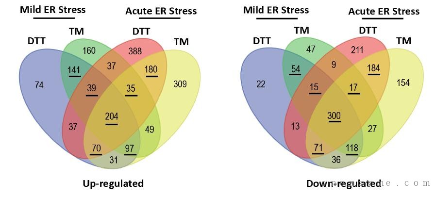 不同内质网压力下的差异表达基因（左：上调基因数目。 右：下调基因数目）；DTT为二流苏糖醇，TM为衣霉素，二者均为诱导内质网蛋白折叠压力药物。