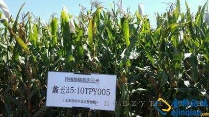 北京奥瑞金公司被转基因的玉米蠡玉35