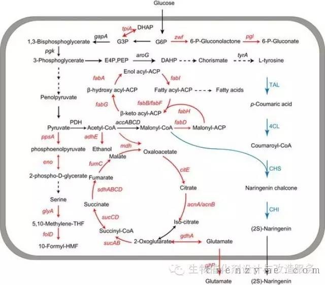 江南大学用CRISPRi筛选大肠杆菌高产柚皮素靶点