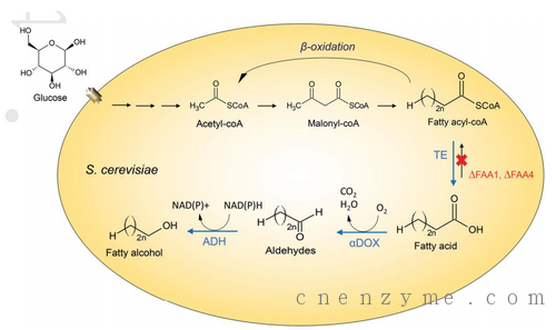 改造酿酒酵母生产奇数碳原子脂肪醇