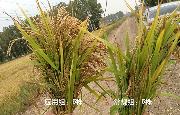 使用生物酵素技术种植的水稻与使用常规技术种植的水稻对比图