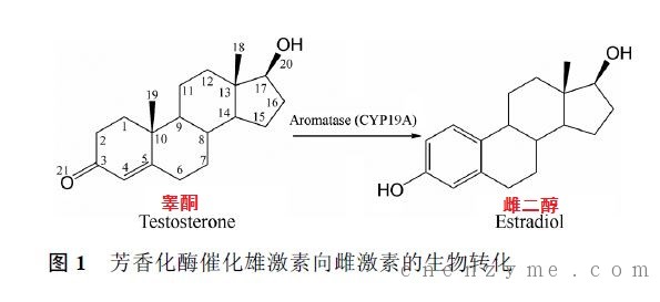 雄激素和雌激素的分子长得很像，催化这一步化学反应的酶，被称作“芳香化酶”