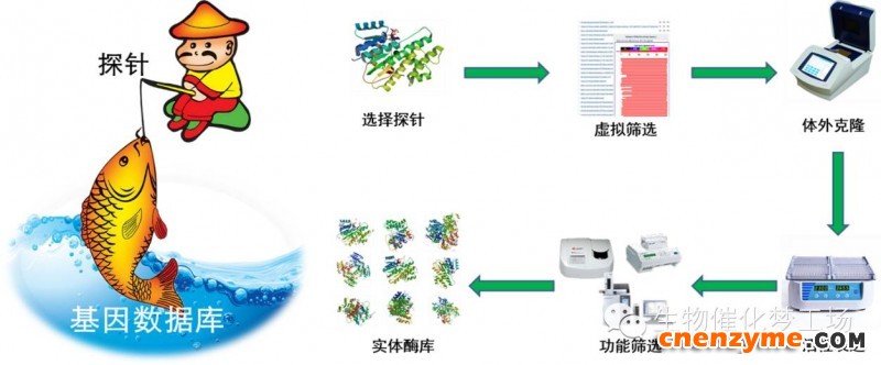 基于探针序列信息从基因组数据库中挖掘新酶的技术路线图