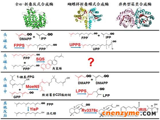 中科院天津工生所郭瑞庭课题组发表两篇背靠背“头-碰-中”萜类合成酶晶体结构文章