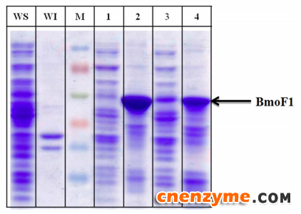 基因工程改造3′-非翻译区可改善大肠杆菌中级联酶的可溶性表达并微调酶活