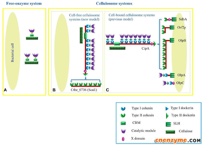 热纤梭菌降解纤维素的“第三酶系统”！