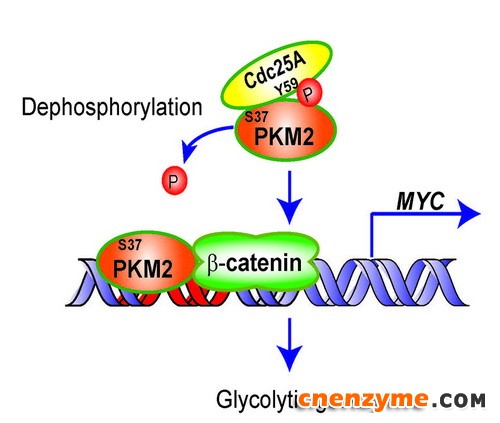 上海生科院等发现Cdc25A促进肿瘤糖酵解的分子机制