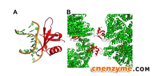 图3. A. Sso7d 和 DNA 的复合体结构；B. Sso7d和 MoeN5 融合表达，在晶体中增加了交互作用，长出不同晶格的晶体