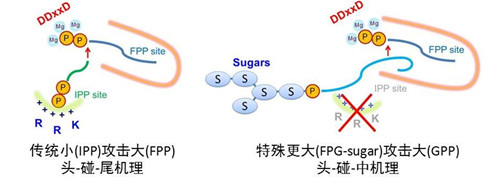 图2. 典型“头-碰-尾”全α-折叠反式合成酶和本文发表的 MoeN5 之不同的催化机理 