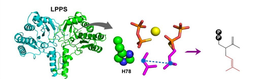 图4. LPPS 的晶体结构、底物结合情况及最终的产物(熏衣草醇碳骨架) 