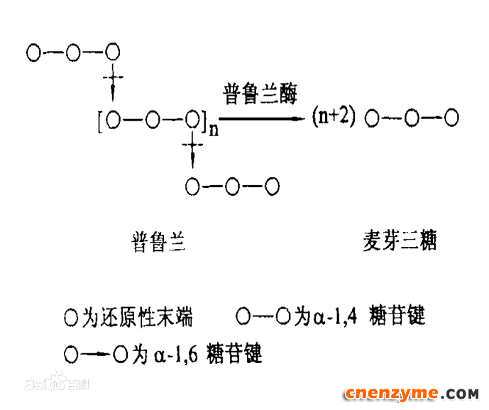 诺维信专利：变体普鲁兰酶将可用于经糊化或未经糊化的淀粉材料生产糖浆或发酵生产乙醇