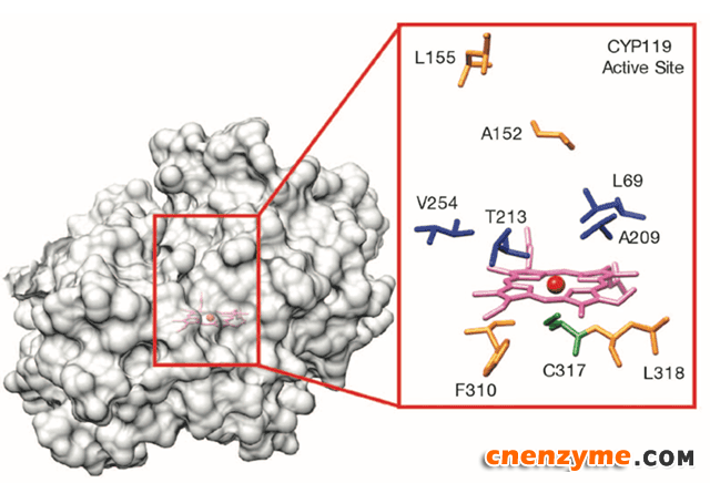 图2. CYP119的蛋白结构及活性位点。