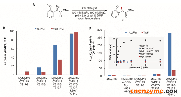 图3. CYP119仿生酶催化的模型反应及突变体催化性能，这种酶能催化C-H中插入卡宾的反应。