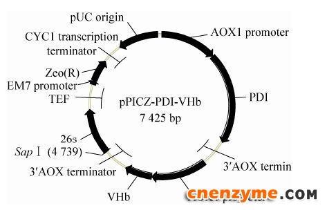 图 1 质粒pPICZ-PDI-VHb图示Figure 1 Schematic map of the recombinant plasmid pPICZ-PDI-VHb