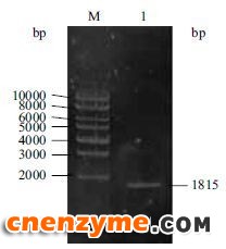 图 1 点青霉基因组PCR扩增产物琼脂糖凝胶电泳M：DNA Marker；1：PCR 扩增产物