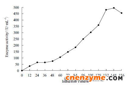 图 4 葡萄糖氧化酶发酵液酶活增长曲线
