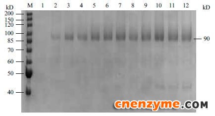 图 5 10 L发酵罐中葡萄糖氧化酶经甲醇诱导不同时间内的表达量