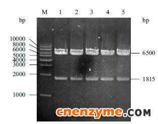 图 3 重组质粒pMD-AOX-GOD琼脂糖凝胶电泳鉴定
