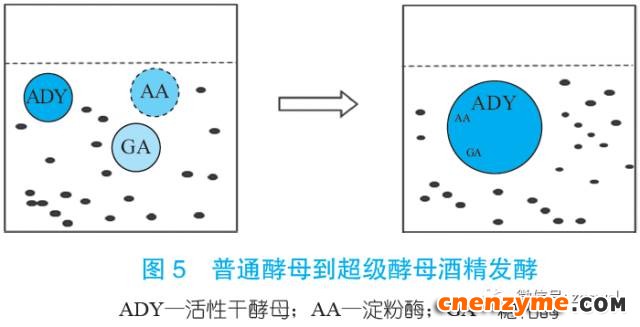 酵母酒精发酵