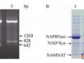 大肠杆菌NAD+合成关键酶的克隆表达及发酵优化(二)