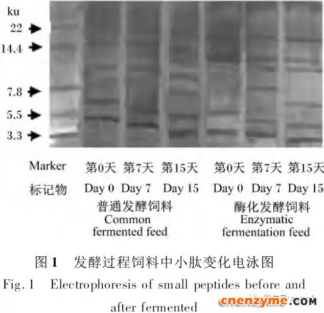 发酵过程饲料中小分子肽变化