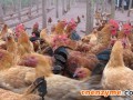 阿魏酸酯酶酶化发酵饲料品质的研究及对肉鸡生产性能的影响