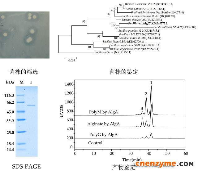 高产褐藻胶裂解酶的菌种筛选、鉴定与酶学性质表征