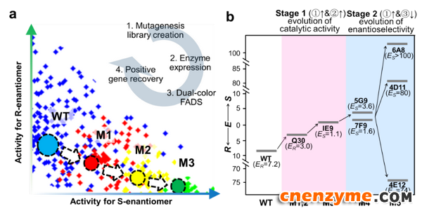 上海交大团队在酶定向进化的超高通量筛选领域获进展