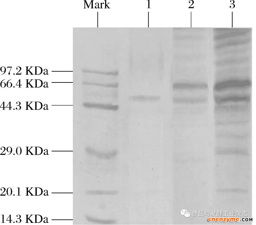 图4 BSC的SDS-PAGE图谱