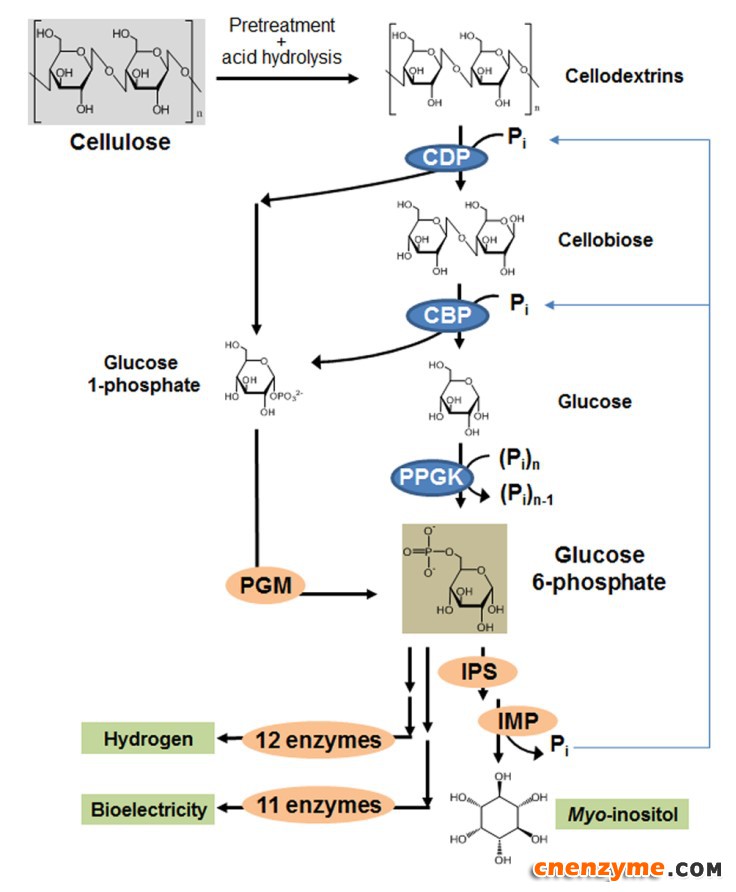 通过体外多酶系统催化纤维素化学计量生物转化的磷酸解途径 
