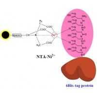 组氨酸标签蛋白纯化NTA磁珠|硅基NTA-Ni镍磁珠