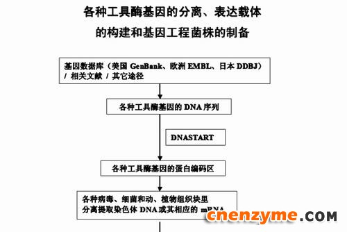 工具酶工艺流程