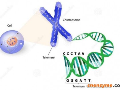 真正的基因修复——端粒酶激活成分