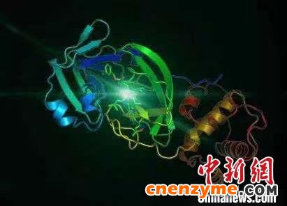 上海研究团队预先公布新型肺炎冠状病毒3CL水解酶高分辨率晶体结构