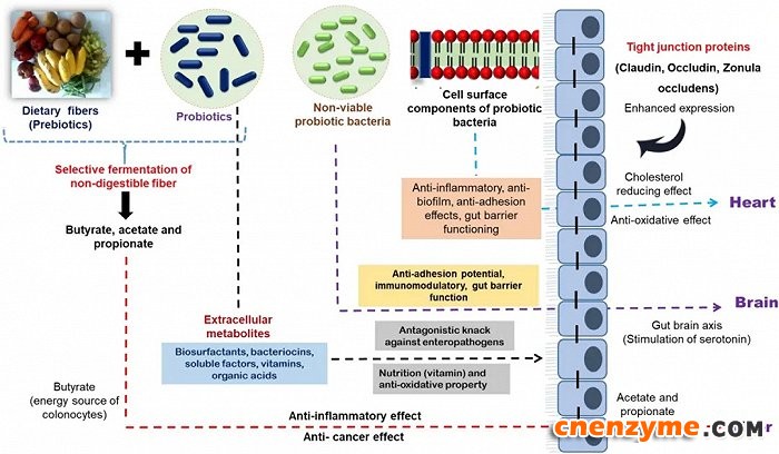 后生元的生理作用机制图示。图片来源：MicrobialCell Factories