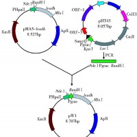 供应L-亮氨酸脱氢酶L-leucine Dehydrogenase (Crude Enzyme)