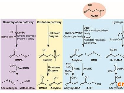 中国海大张玉忠教授团队在海洋细菌DMSP裂解酶研究方面取得新进展