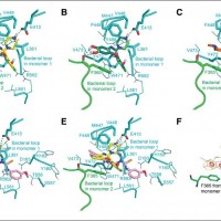 求购脂肪酶和β-Glucuronidase