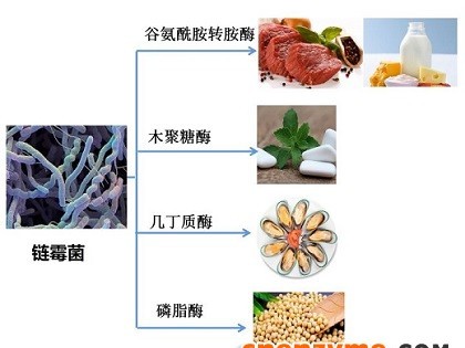 链霉菌产的酶在食品工业中的应用举例